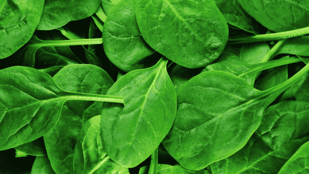 Os vegetais de folhas verdes, como espinafre, couve e rúcula, são especialmente benéficos para mães lactantes. Eles são ricos em ferro, cálcio e ácido fólico, que são essenciais para a saúde da mãe e a produção de leite. 